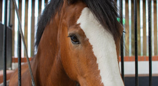 Signs of Saddle Discomfort in Horses - Saddles Direct