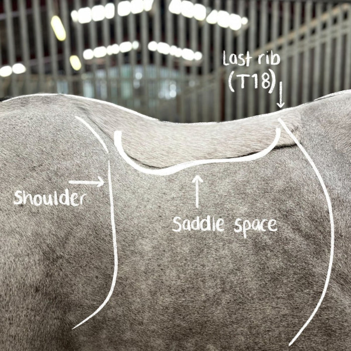 How Do You Measure for a Saddle? A Step-by-Step Guide - Saddles Direct