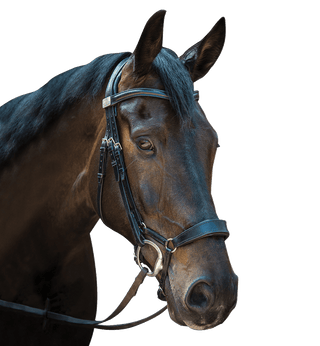 Fairfax Complete Snaffle Bridle with Drop Noseband 1 | Saddles Direct