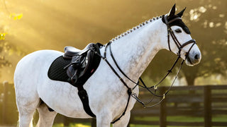 LeMieux Brilliance Square Saddle Pad Black lifestyle 3
