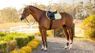 Lemieux Suede Close Contact Square Macaron 2 | Saddles Direct